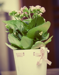3 Special Occasions for which You Can Buy Green Plants as Gifts