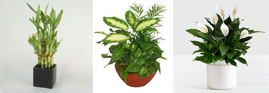 3 Special Occasions for which You Can Buy Green Plants as Gifts