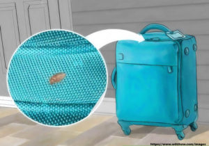How to Avoid Transferring Bed Bugs With Your Luggage