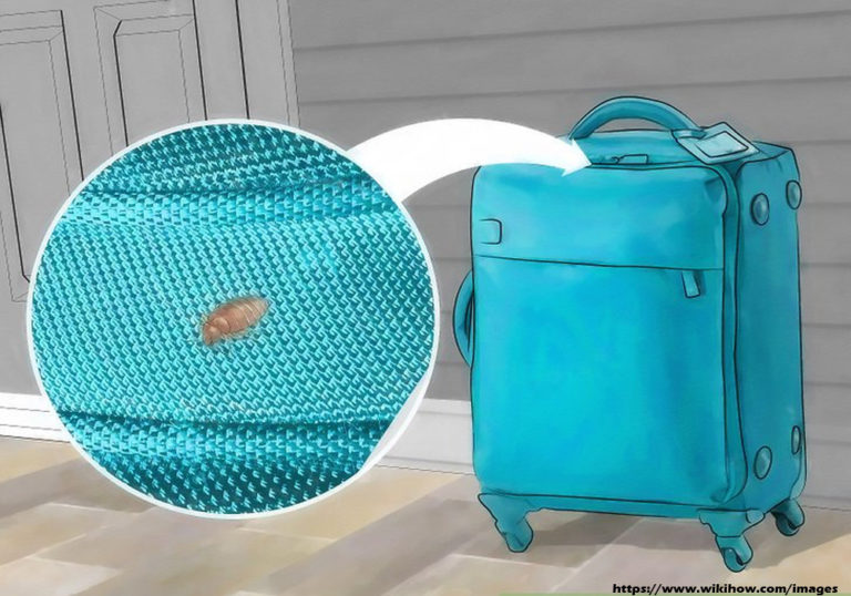 How to Avoid Transferring Bed Bugs With Your Luggage LWWBags
